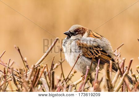 House sparrow (Passer domesticus) is a bird of the sparrow family Passeridae, found in most parts of the world.