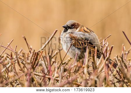 House sparrow (Passer domesticus) is a bird of the sparrow family Passeridae, found in most parts of the world.