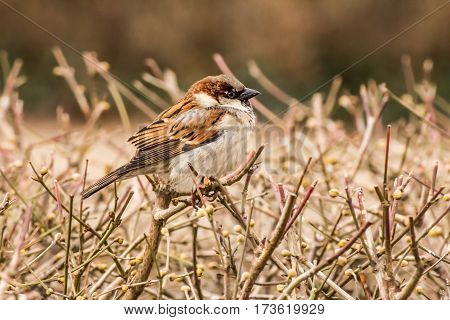 House sparrow (Passer domesticus) is a bird of the sparrow family Passeridae, found in most parts of the world.