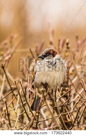 House sparrow (Passer domesticus) is a bird of the sparrow family Passeridae, found in most parts of the world.