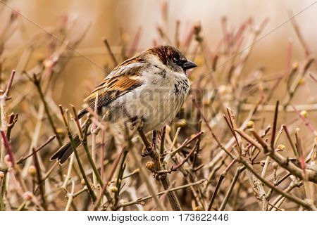 House sparrow (Passer domesticus) is a bird of the sparrow family Passeridae, found in most parts of the world.