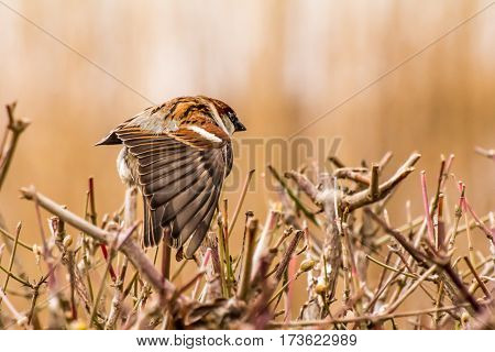 House sparrow (Passer domesticus) is a bird of the sparrow family Passeridae, found in most parts of the world.