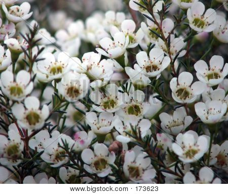 Blomster - Geraldton voks