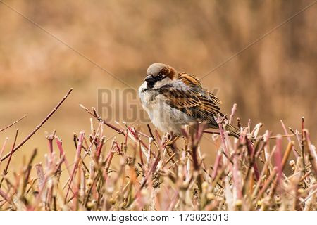 House sparrow (Passer domesticus) is a bird of the sparrow family Passeridae, found in most parts of the world.