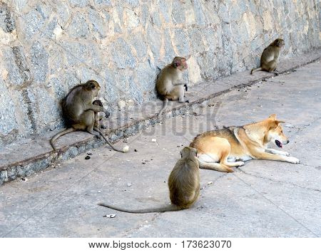 lying dog with monkeys at the monkey montain in Thailand