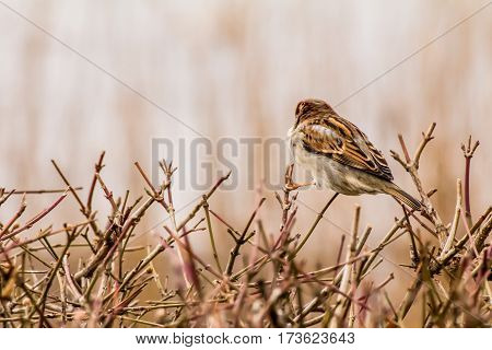 House sparrow (Passer domesticus) is a bird of the sparrow family Passeridae, found in most parts of the world.