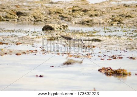 Bird chases in the mud on the beach of Bamburi in front of the Indian ocean