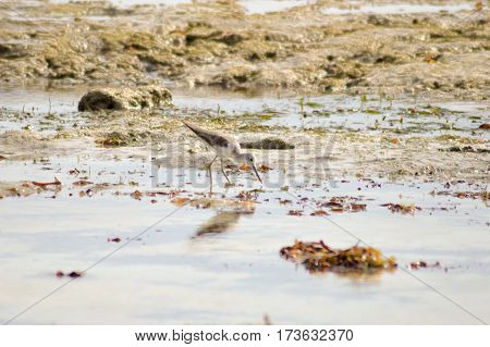 Bird in the mud on the beach of Bamburi in front of the Indian ocean