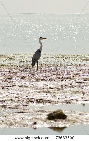 Gray heron in the water on the beach of Bamburi in front of the Indian ocean