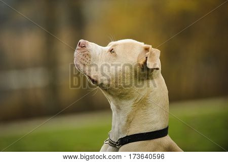 Head shot of American Pit Bull Terrier
