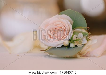Rose bud in tenderless boutonniere, with green petals and small buds, closeup