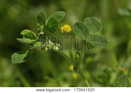Black Medick
