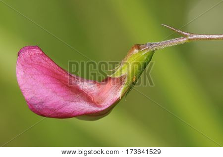 Grass Vetchling