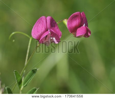 Grass Vetchling