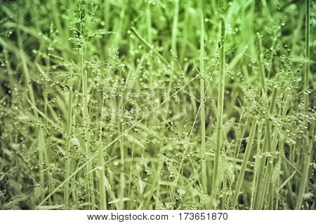 Green Grass Meadow soft focus with bright sunlight .Abstract Spring and summer Background
