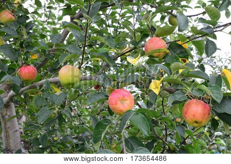 Apple (Malus domestica) on the tree in japan