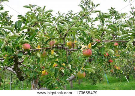 Apple (Malus domestica) on the tree in japan