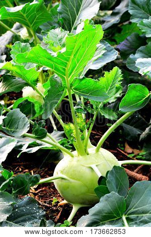 Kohlrabi Turnip Rooted Cabbage, Kohlrabi (Turnip Cabbage, Turnip-rooted Cabbage)