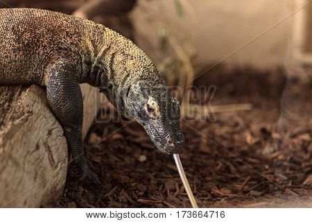 Komodo Dragon, Varanus Komodoensis