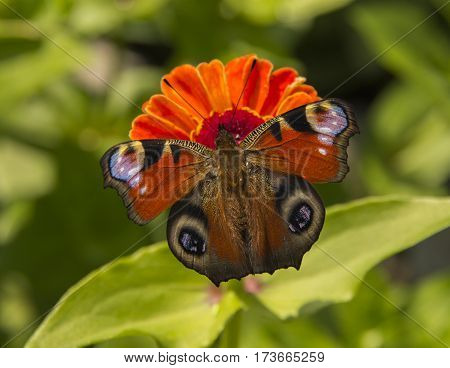 butterfly a Peacock eye on Tsiniya's flower