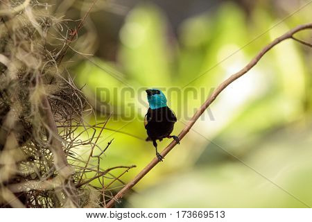 Blue Necked Tanager Scientifically Known As Tangara Cyanicoilis