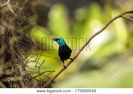 Blue Necked Tanager Scientifically Known As Tangara Cyanicoilis