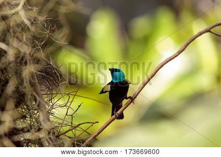 Blue Necked Tanager Scientifically Known As Tangara Cyanicoilis