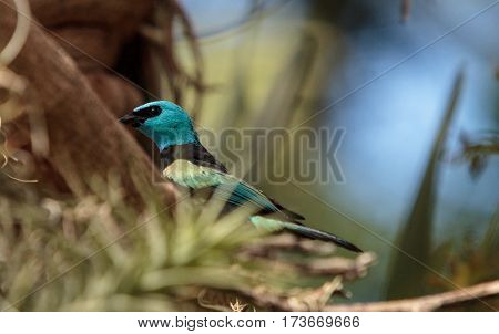 Blue Necked Tanager Scientifically Known As Tangara Cyanicoilis