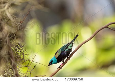 Blue Necked Tanager Scientifically Known As Tangara Cyanicoilis