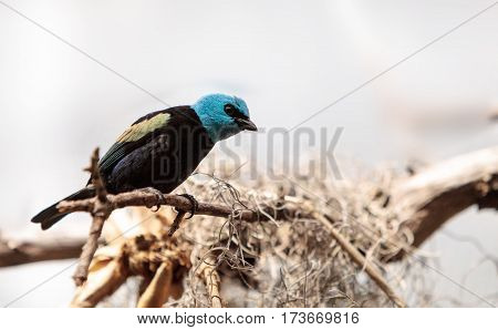 Blue Necked Tanager Scientifically Known As Tangara Cyanicoilis