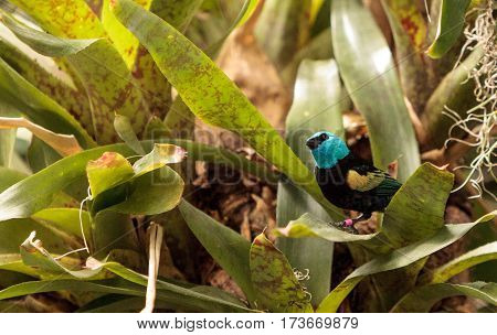 Blue Necked Tanager Scientifically Known As Tangara Cyanicoilis