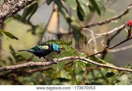 Blue Necked Tanager Scientifically Known As Tangara Cyanicoilis
