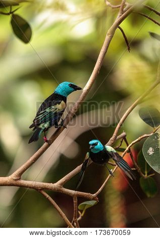Blue Necked Tanager Scientifically Known As Tangara Cyanicoilis