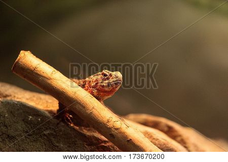 Chinese Crocodile Lizard Known As Shinisaurus Crocodilurus