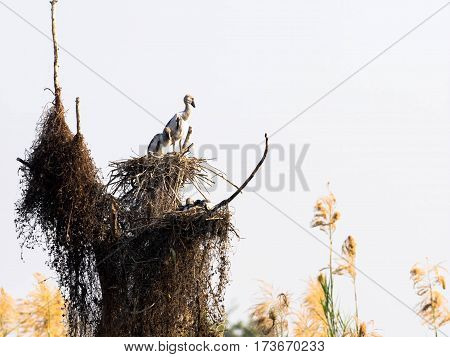 Stork Openbill many gripping perched on twigs
