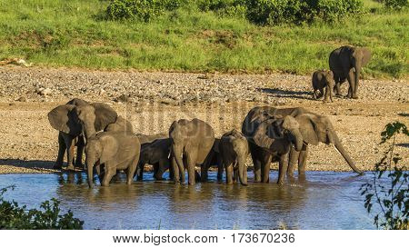 big group of african bush elephants in the riverbank, Kruger, South Africa