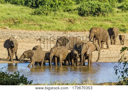 big group of african bush elephants in the riverbank, Kruger, South Africa