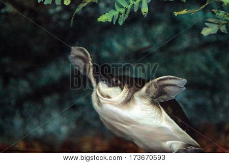 Fly River Turtle Known As Carettochelys Insculpta