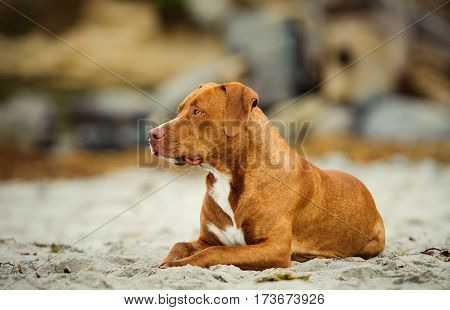 American Pit Bull Terrier dog lying on sand beach