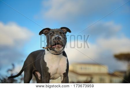 American Pit Bull Terrier puppy dog outdoors with house and sky in the background