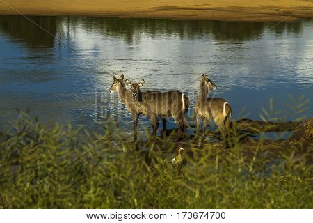 group of waterbucks in the riverbank, in Kruger Park, South Africa