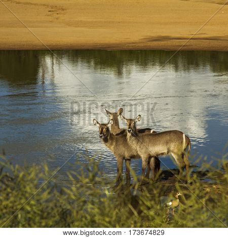 group of waterbucks in the riverbank in Kruger Park, South Africa
