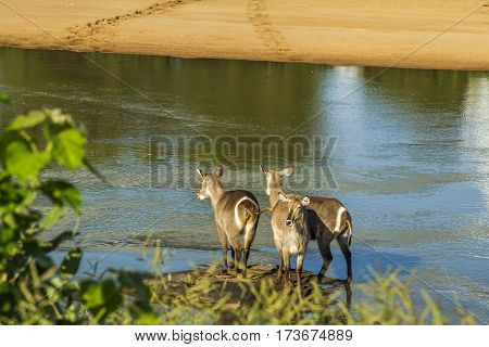 group of waterbucks in the riverbank in Kruger Park, South Africa