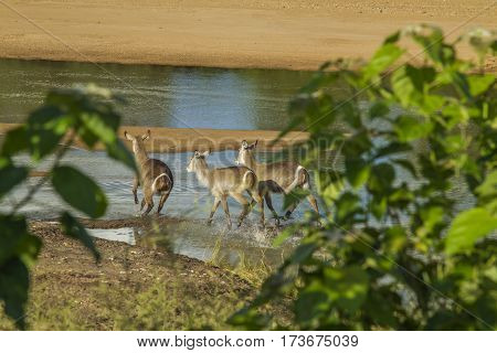 group of waterbucks in the riverbank in Kruger Park, South Africa