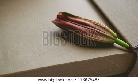 Morning relaxation and cozy with pre blooming red lilly on dark gold book with copy space for woman lifestyle nostalgic concept