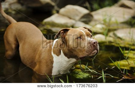 American Pit Bull Terrier dog outdoors standing in lagoon water