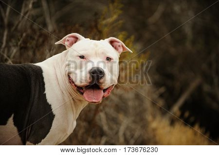 Head shot of American Pit Bull Terrier dog outdoors