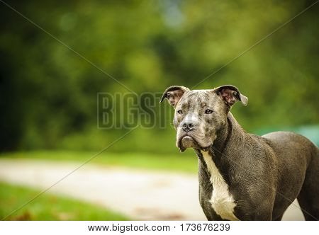American Pit Bull Terrier dog standing on trail in park