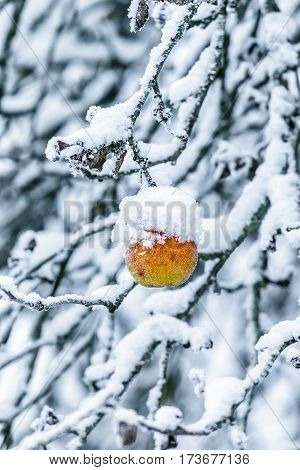 Lonely Apple on a branch covered with snow stock photo