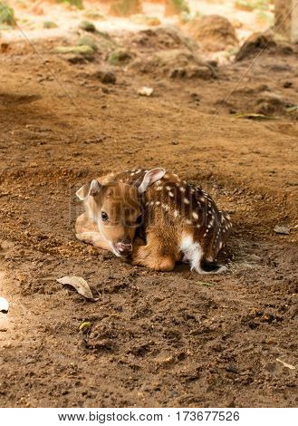 Cute calf. Little baby of deer on the ground